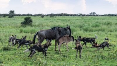 mangi africa tours