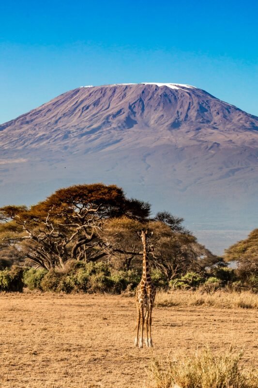 mangi africa tours