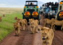 mangi africa tours