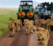 mangi africa tours