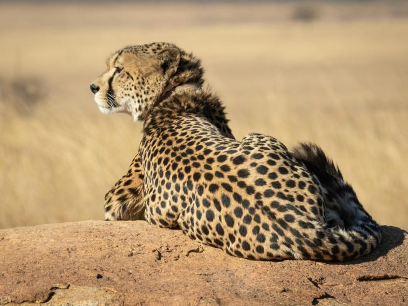 Mangi Africa Tours and Safari limited12