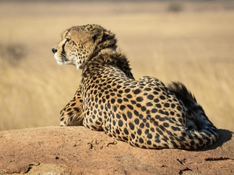 Mangi Africa Tours and Safari limited12