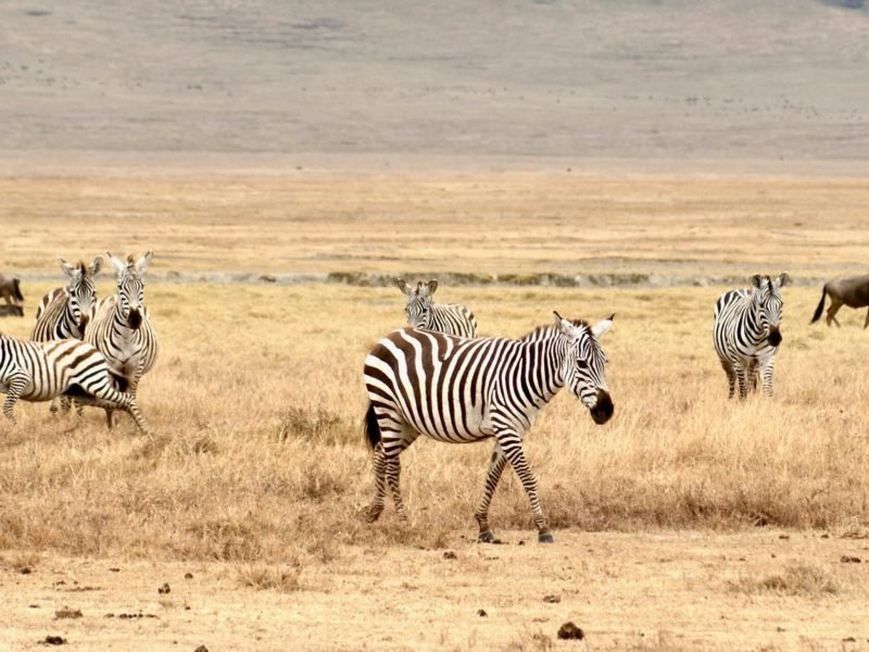 pexels-brett-bennett-162270261-20095151